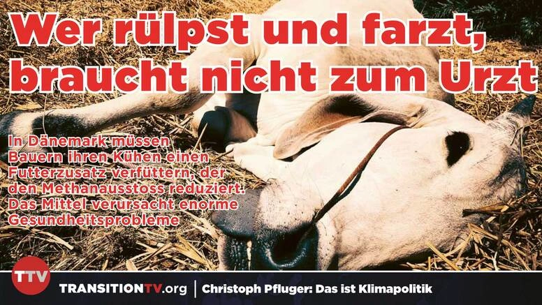 Bovaer: Klima-Zusatz macht Kühe krank